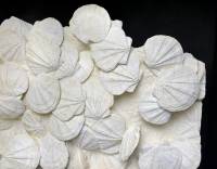 Pectens